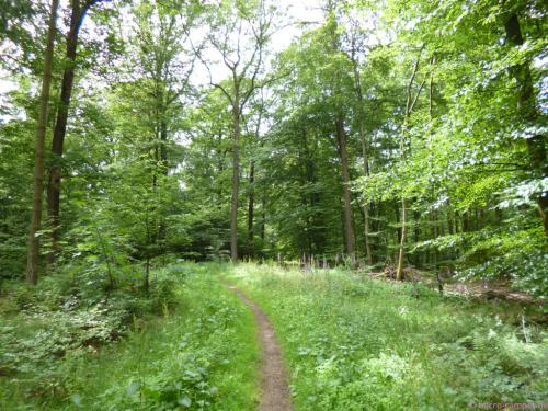 schmaler Waldpfad bei Mittelhees