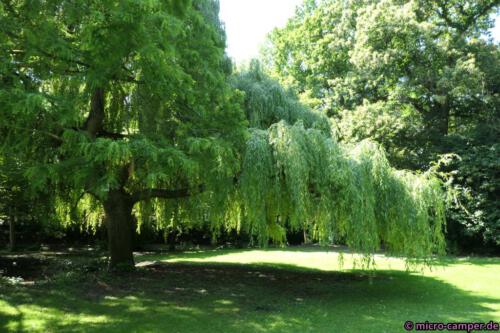 Unter diesem herrlichen Baum lässt es sich wunderbar rasten