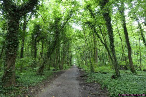 Nach vielen Orten endlich wieder Wald