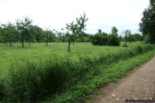 Die Streuobstwiesen wurden wieder neu angelegt