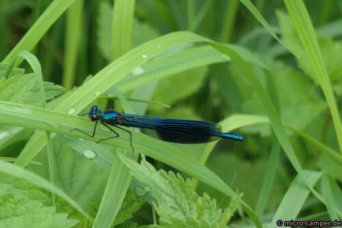Fantastisch, dieses metallisch glänzende Blau!