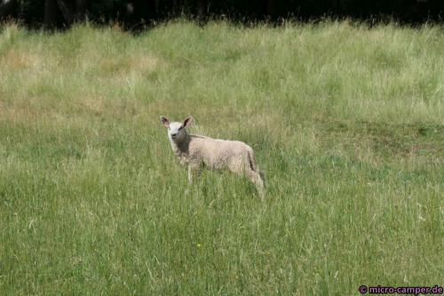 Sonst kenne ich die nur mit Schlappohren :-D
