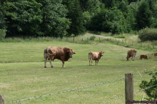 Meine ich das nur oder guckt der Bulle misstrauisch?