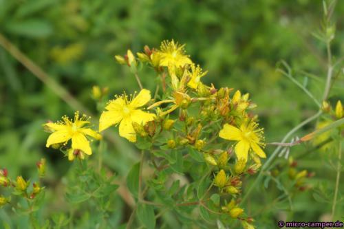 Mein erstes Johanniskraut in freier Wildbahn.