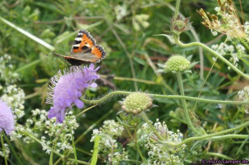 Nicht nur ich finde die Blüten toll.
