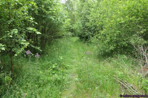 Schmaler Pfad durch hohes Gras