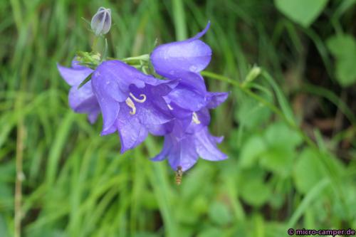 Glockenblumen finde ich wunderschön!