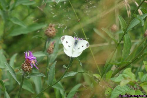 Nur einer von vielen schönen Schmetterlingen am Wegesrand