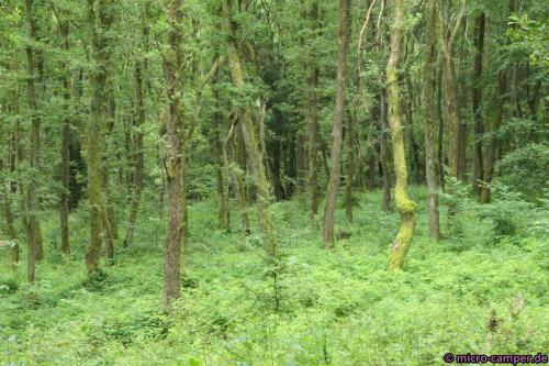 Diese Bäume sahen für mich aus wie eine Versammlung von Ents, weil sie scheinbar im Kreis standen.
