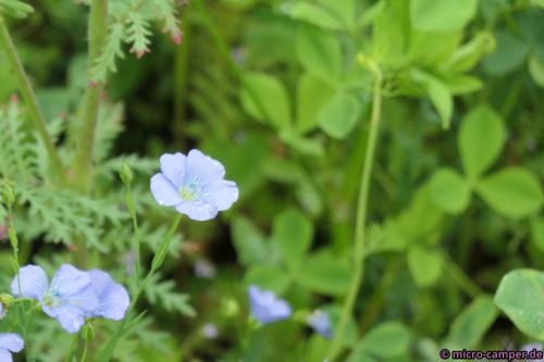 Die zarte und wunderschöne Blüte des Leins, aus dem sowohl das Textil Leinen als auch Leinöl gewonnen werden kann.