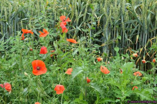 Immer wieder wunderschöner Mohn an den Feldrainen