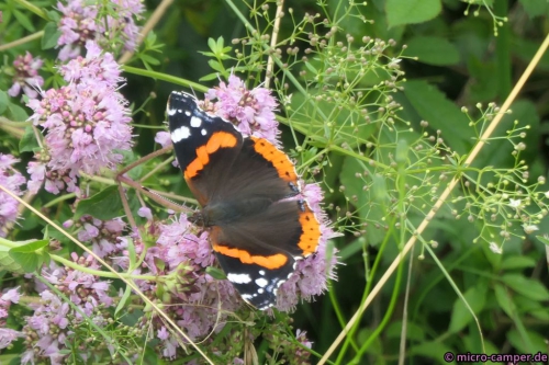 Mal wieder was Schönes am Wegesrand: ein Admiral, ohne Mannschaft oder Schiff ;-)