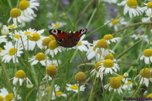 An der Streuobstwiese: Tagpfauenauge auf Kamille