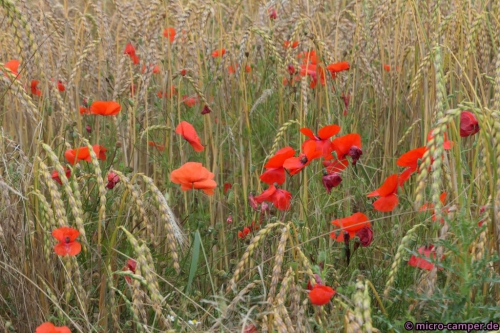 Mohn bei Möhn - ob das zusammenhängt?