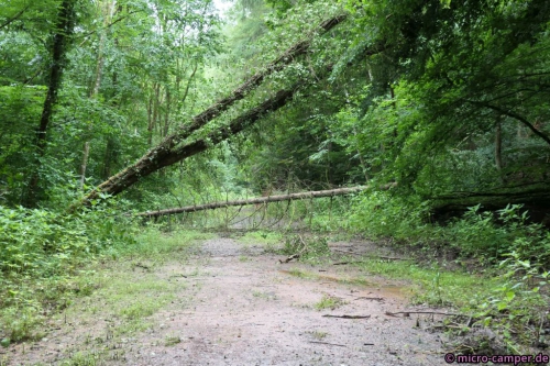 Die Fichte ist mir etwas im Weg.