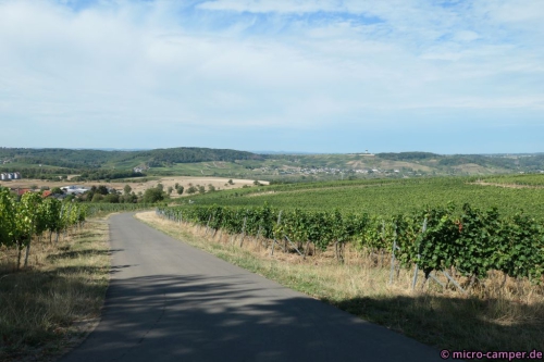 Weinbau und Mosel gehören einfach zusammen, den Römern sei Dank