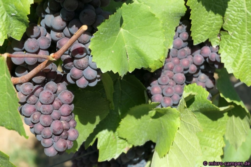 Sieht nach einer guten Ernte aus