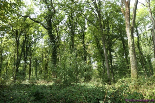 Der kommunale Wald von Sanry-lès-Vigy ist eine Augenweide! 