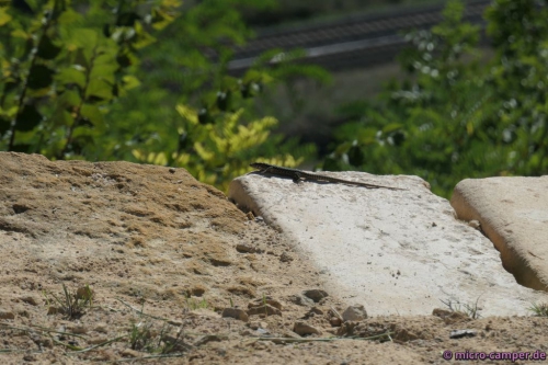 Auch den Reptilien gefällt's auf den warmen Steinen