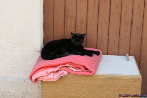 Katze müsste man sein ...