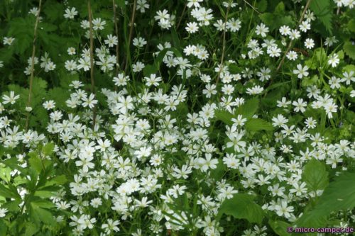 Auch kleine Waldblumen erfreuen