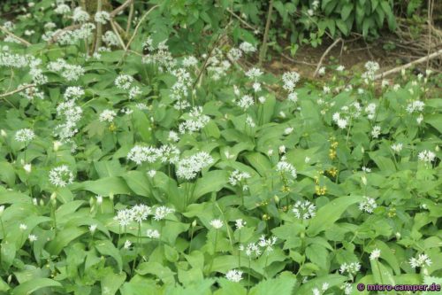 Massen von Bärlauch