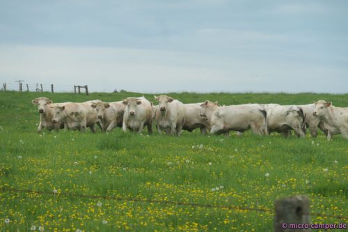 Wie gut, dass da noch ein Zaun zwischen ist ...