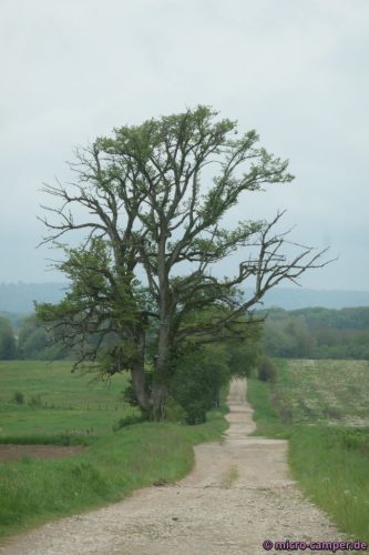 Diese Krüppeleiche macht Eindruck
