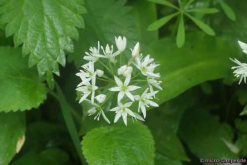 Bärlauchblüte