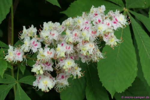 Kastanienblüten - mir ist vorher nie aufgefallen,