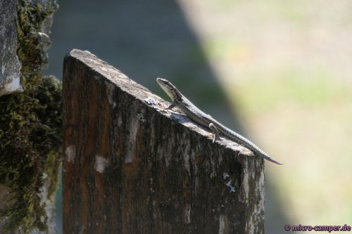 Einwohner von Vieux Moulins