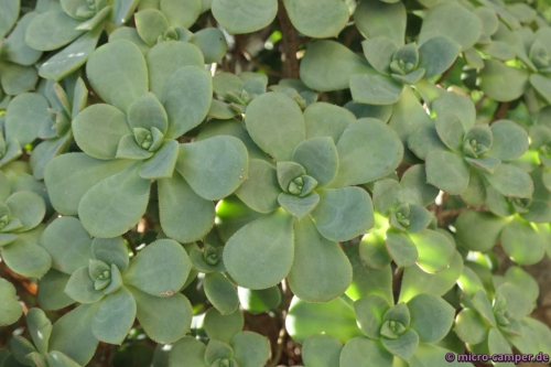 Sieht hübsch aus, aber keine Ahnung, welche Pflanze es ist :-)