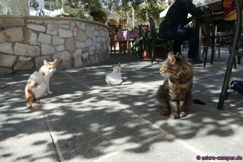 Katzen am Dorfplatz von Fres