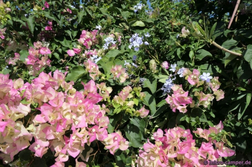 Noch mehr schöne Blumen