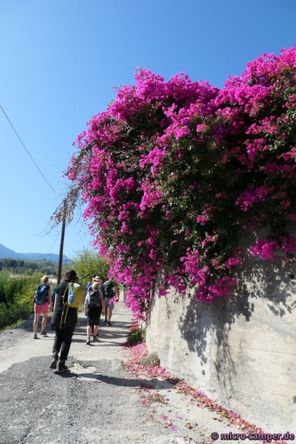 Die Blüten leuchten in einer herrlichen Farbe!