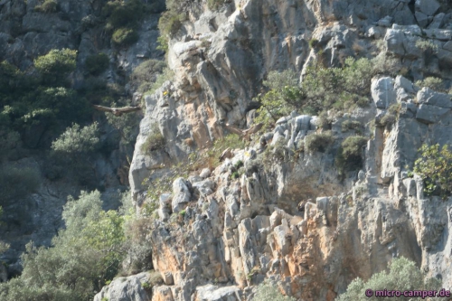 Hier sind fünf Geier zu sehen, findest du sie alle?