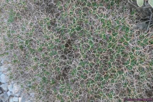 Interessantes Gewächs, das mich an chemische Formeln denken lässt