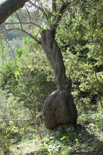 Olivenbäume haben zuweilen wirklich seltsame Formen ...