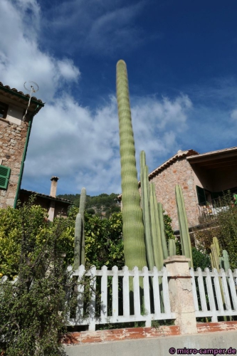 Was für ein gleichmäßiger Wuchs, und das bei der Höhe!