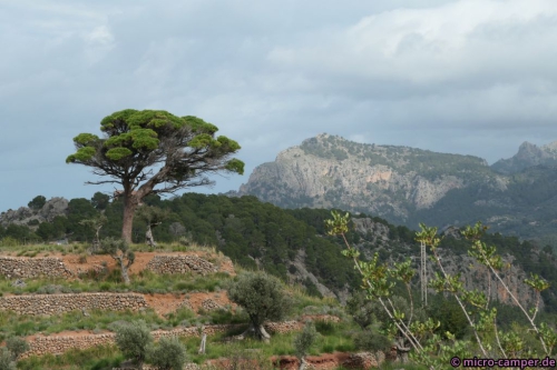 Unterhalb des großen Berges liegt Port Sóller
