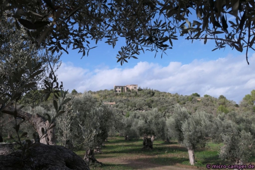 Olivenbäume, soweit das Auge reicht
