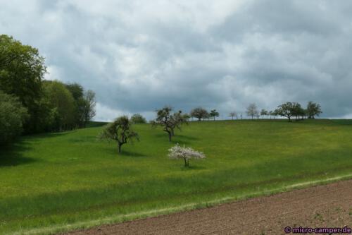 Auch Streuobstwiesen sind noch in der Eifel zu finden
