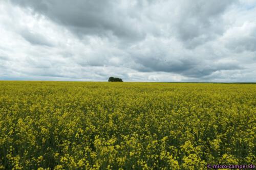 Über dem Rapsfeld summt es laut, Bienen sorgen für leckeren Honig