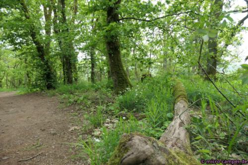 Hier kann man sehr gut "Waldbaden"