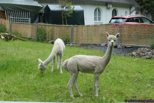Die Wolle dieser Alpakas wird bald ein paar Menschen wärmen. Danke dafür!