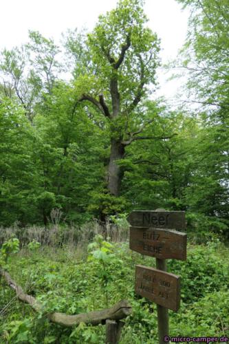 "Blitzeiche" - erklärt sich wohl von selbst, oder? ;-)