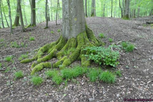 Grüne Socken für den Baumstamm
