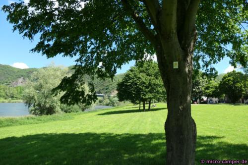 In Bruttig führt der Moselsteig tatsächlich über die grüne Wiese