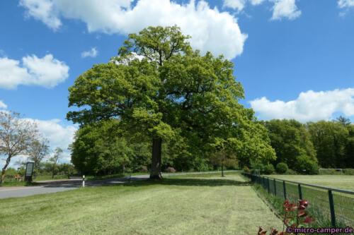Die "Dicke Eiche" in Valwigerberg ist über 600 Jahre alt und markierte früher eine Grenze