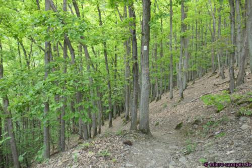 Und wieder durch herrlichen Laubwald